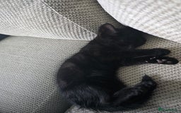 British Shorthair cats for sale: Female kitten - Advert 2