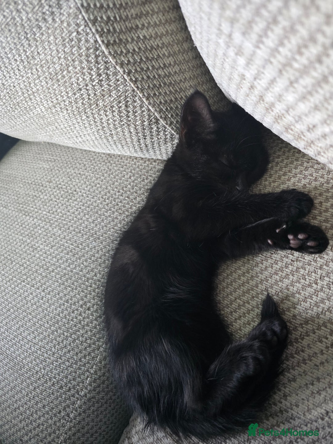 British Shorthair cats for sale: Female kitten - Advert 2