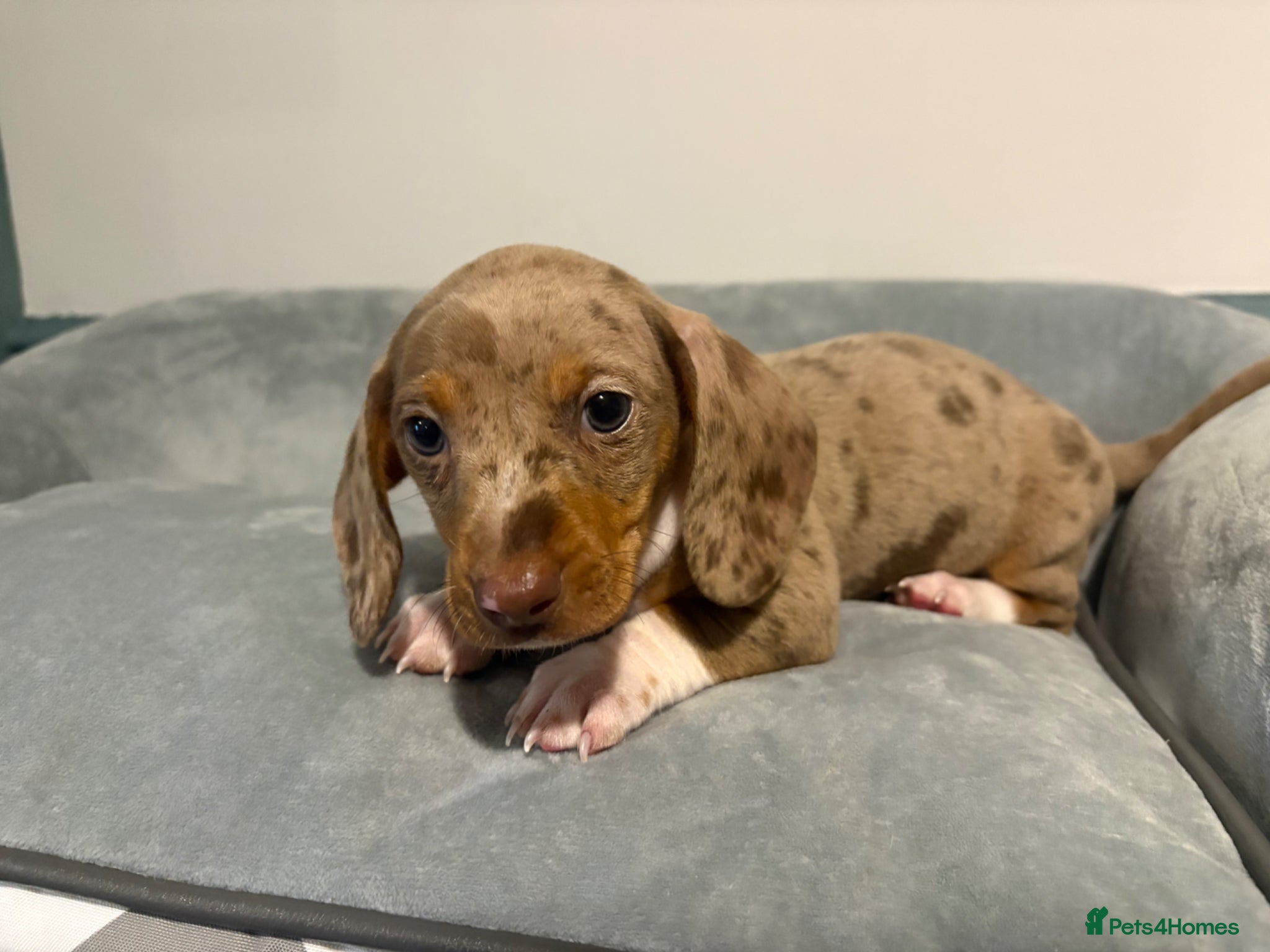 Miniature Dachshund dogs Tiny mini dachshund  - Advert 5