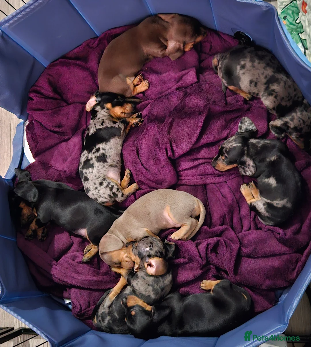 Miniature Dachshund dogs for sale: Our beautiful babies  - Advert 13