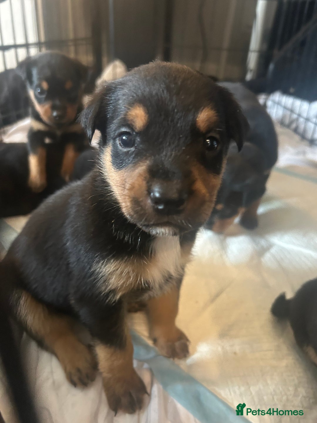 Rottweiler dogs for sale: Rottweiler puppies ready to leave now !!!! - Advert 31