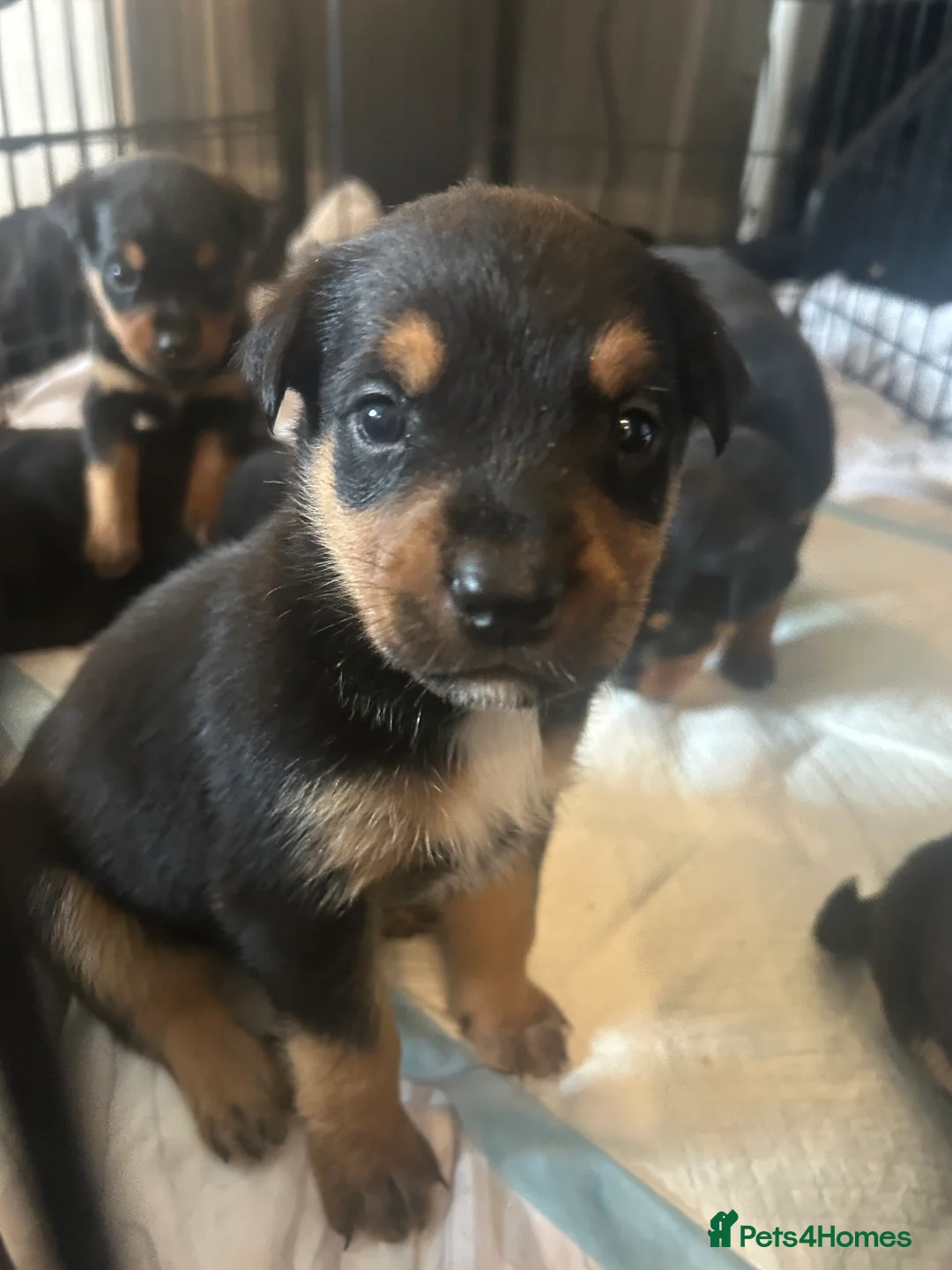 Rottweiler dogs for sale: Rottweiler puppies, only 2 girls left! Ready now  - Advert 28