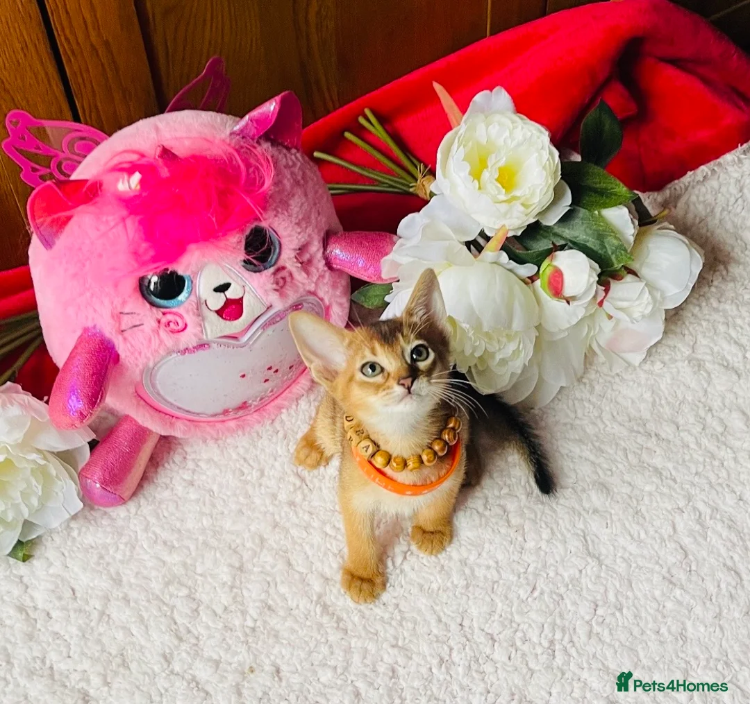 Abyssinian cats for sale:  🏆🥇🏵️Top Quality Champion Lines Abyssinian  - Advert 1