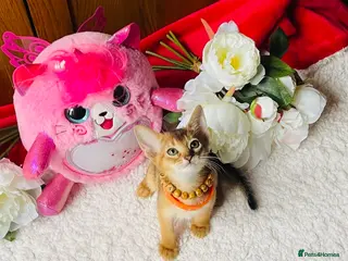 Abyssinian cats 🏆🥇🏵️Top Quality Champion Lines Abyssinian - Advert 15