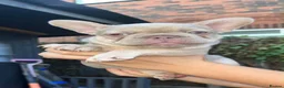 French Bulldog dogs for sale: French bulldog puppies for sale  in Wakefield - Advert 3