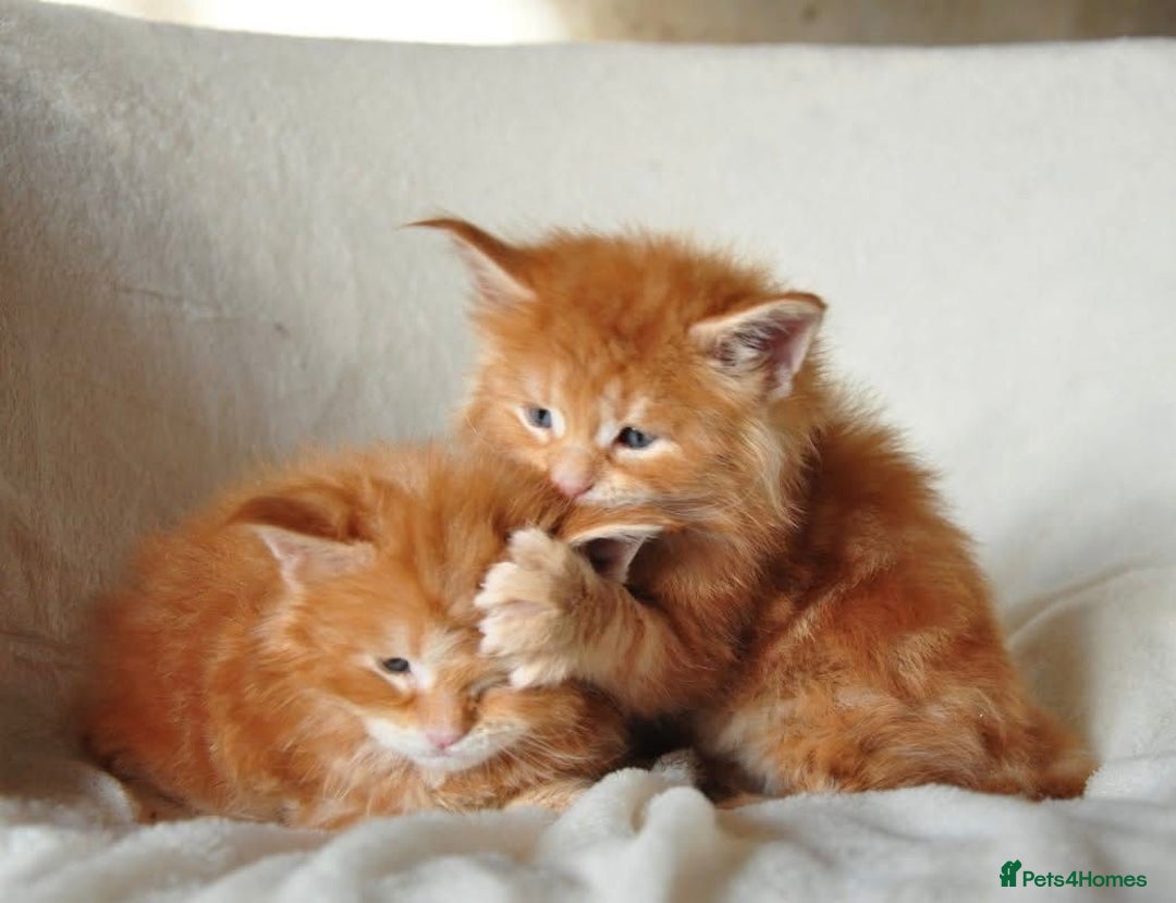 Maine Coon cats for sale: Mane Coon xxxl - Image 10
