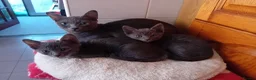 Korat cats for sale: Jasumik Korats  in Swansea - Advert 2