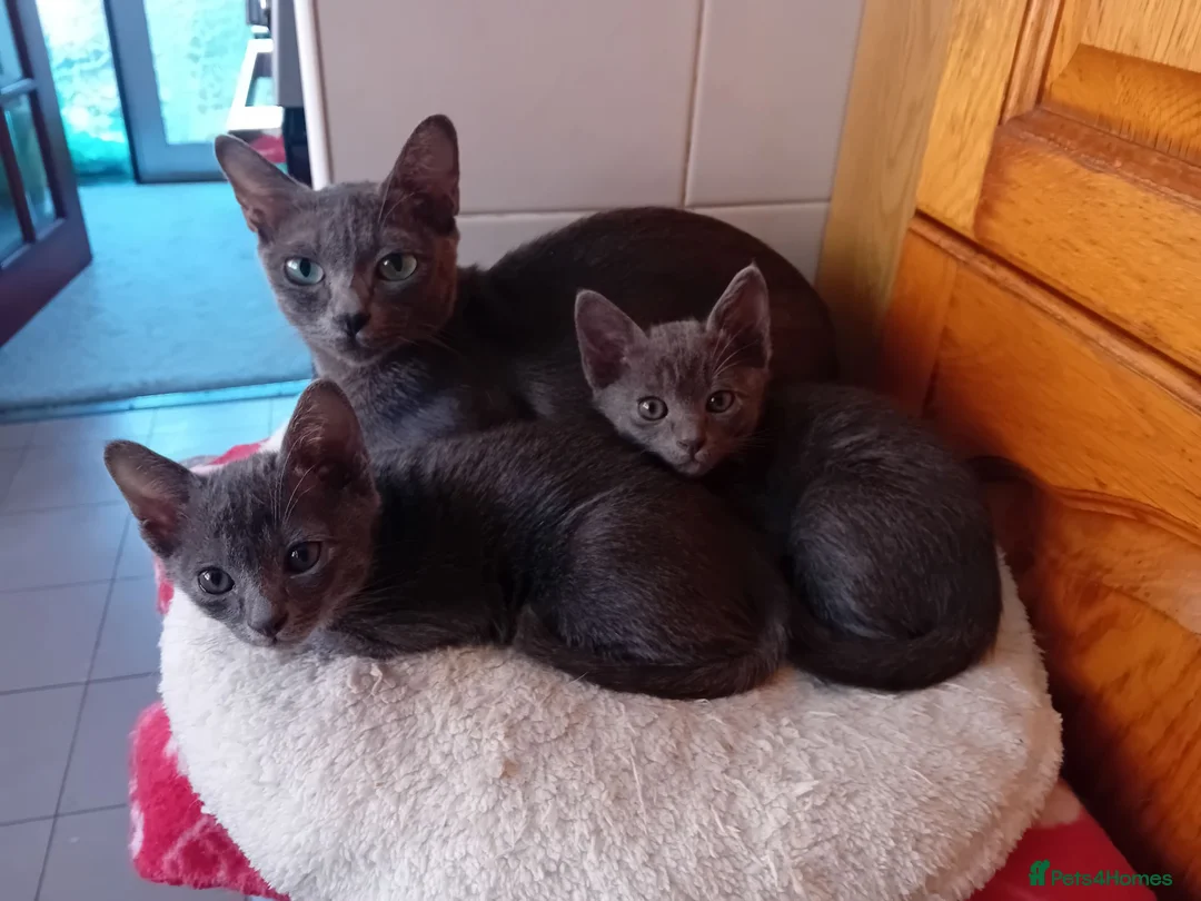 Korat cats for sale: Jasumik Korats  in Swansea - Advert 2