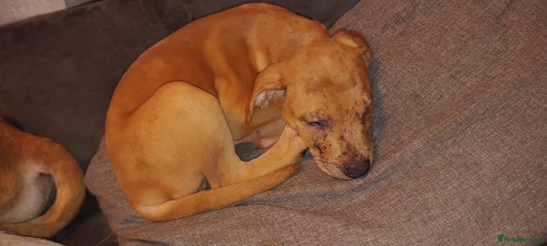 Mixed Breed dogs for sale: Mix boxer / staff  - Advert 5