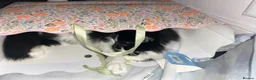 Mixed Breed cats for sale: Bonded pair.  in Crewe - Advert 19