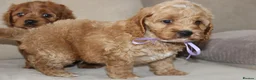 American Cocker Spaniel dogs for sale: American Cockapoo Puppies – Health Tested Parents - Advert 11