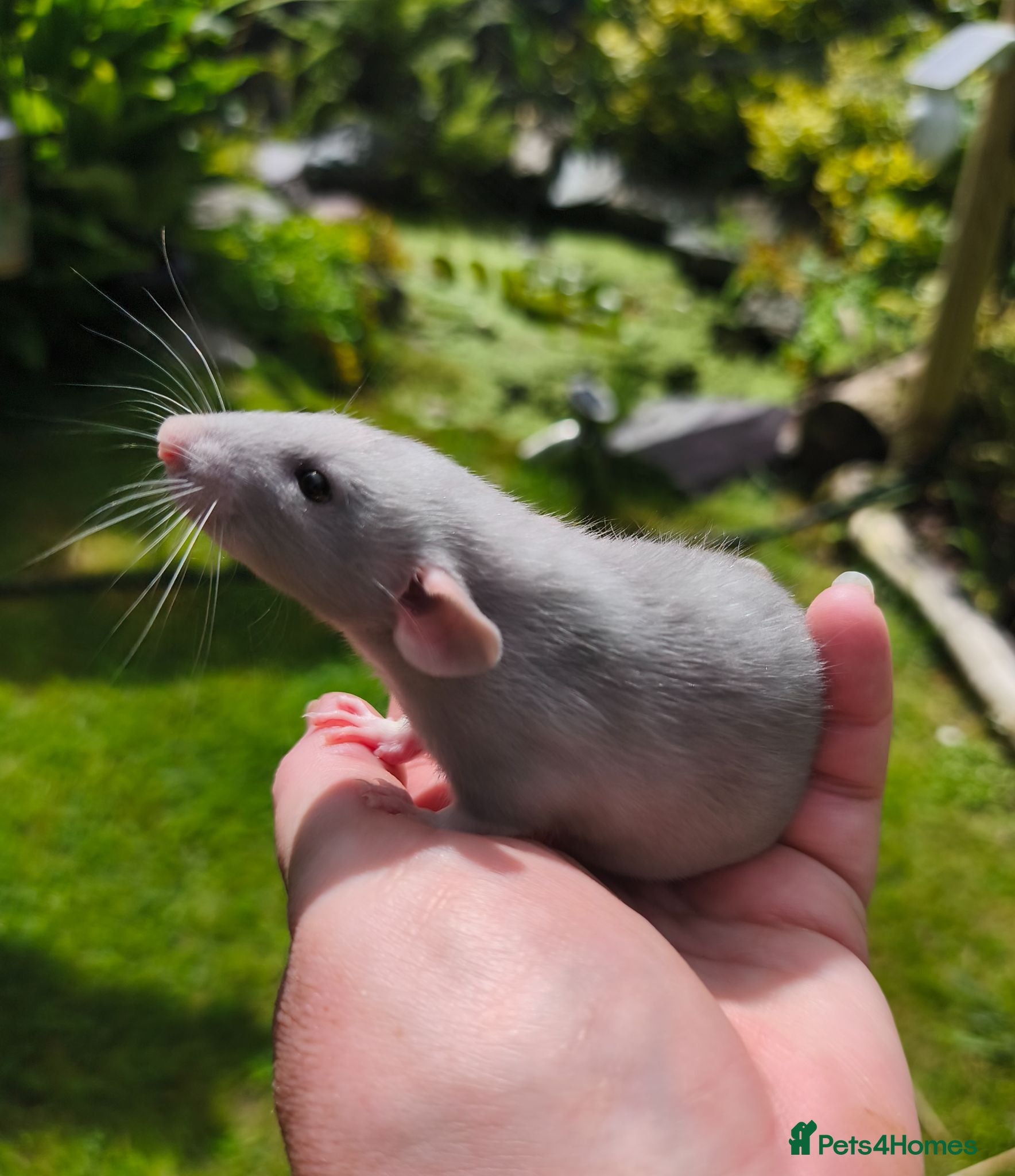 Rat rodents Beautiful blue and mink Dumbo rats - Advert 1