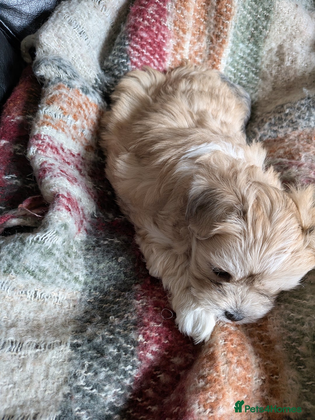 Mixed Breed dogs for sale: Lhasa Apso puppies in Kent - Image 11