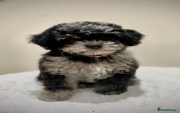 Cavapoo dogs for sale: Extensively health tested F1b teddy bear Cavapoos  - Advert 2