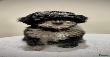 Cavapoo dogs Extensively health tested F1b teddy bear Cavapoos  - Advert 12