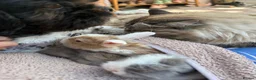 Mini Lop rabbits for sale: Mini lops-raised indoors-vaccinated  - Advert 9