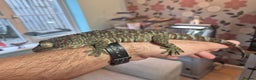 Gecko reptiles for sale: Female Tokay gecko and individual set up - Advert 6
