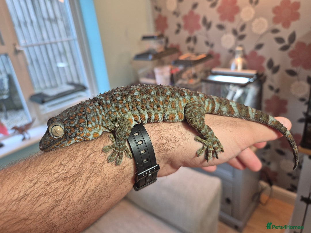 Gecko reptiles for sale: 2 x Female Tokay geckos and individual set ups - Image 6