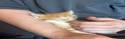 Mixed Breed cats for sale: 4 babys looking for a loving home  - Advert 4