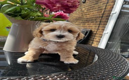 Maltipoo dogs for sale: Adorable Maltipoo  - Image 16