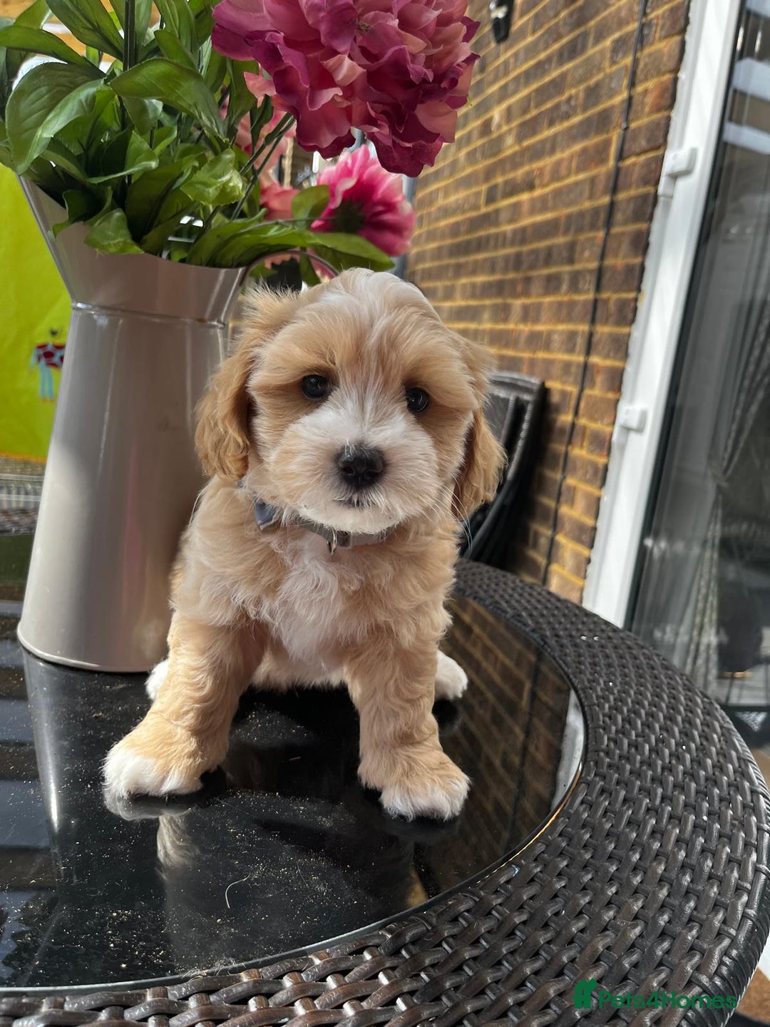 Maltipoo dogs for sale: Adorable Maltipoo  - Image 16