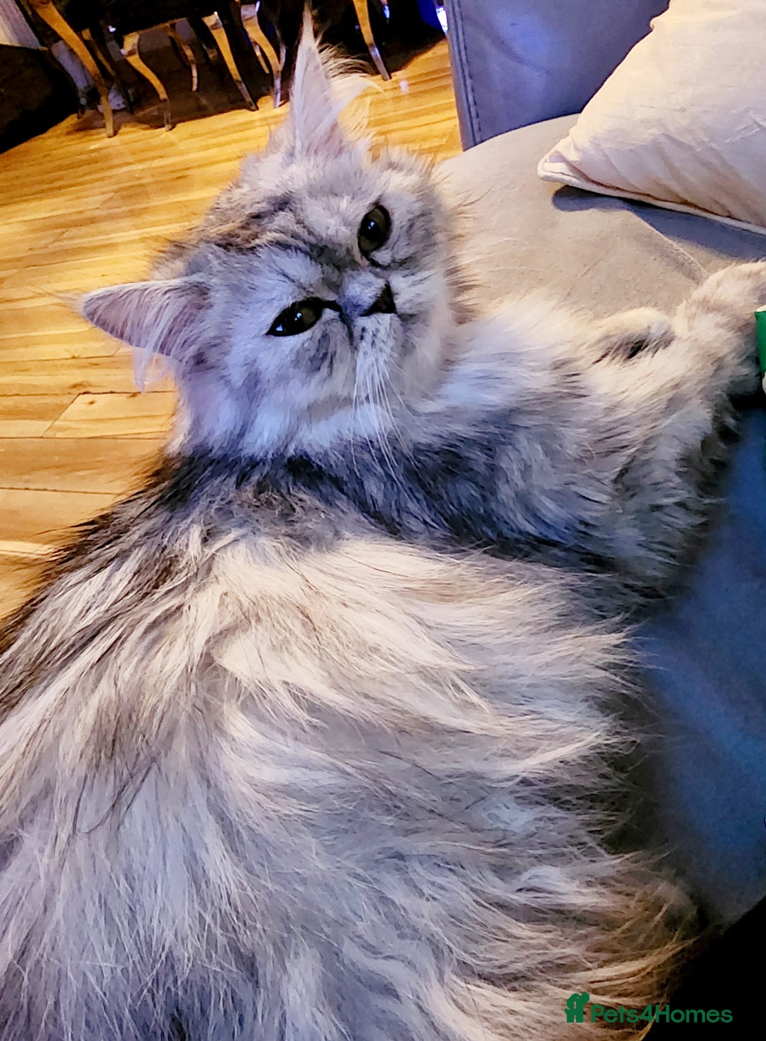Persian cats for sale:  Chinchilla Persain looking for his forever home - Image 1
