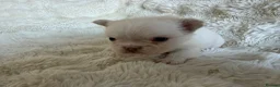 French Bulldog dogs for sale: Full fluffy French bulldogs  - Advert 20