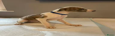 Whippet Puppy 1