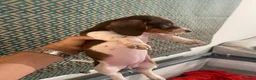 Dachshund dogs for sale: Daucshaund Puppies  - Advert 12