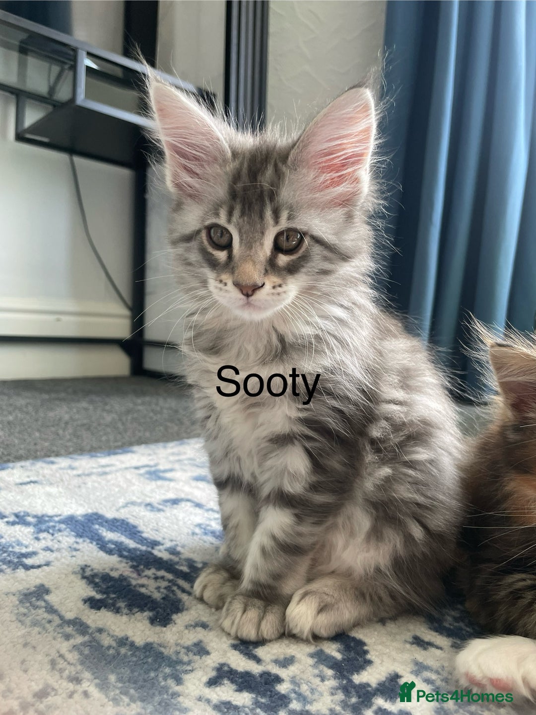 Maine Coon cats for sale: Mainecoon kittens  - Image 11