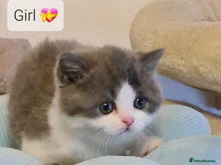 British Shorthair cats British ShortHair kittens GCCF - Advert 4