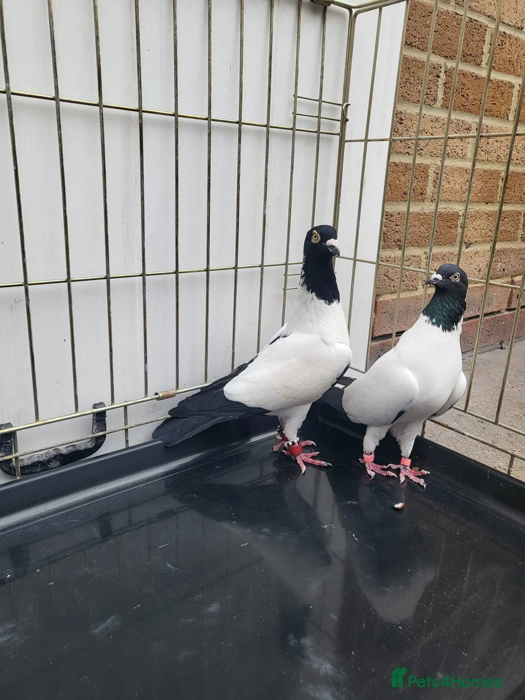 Pigeons birds for sale: Pigeons for sale in London - Advert 10