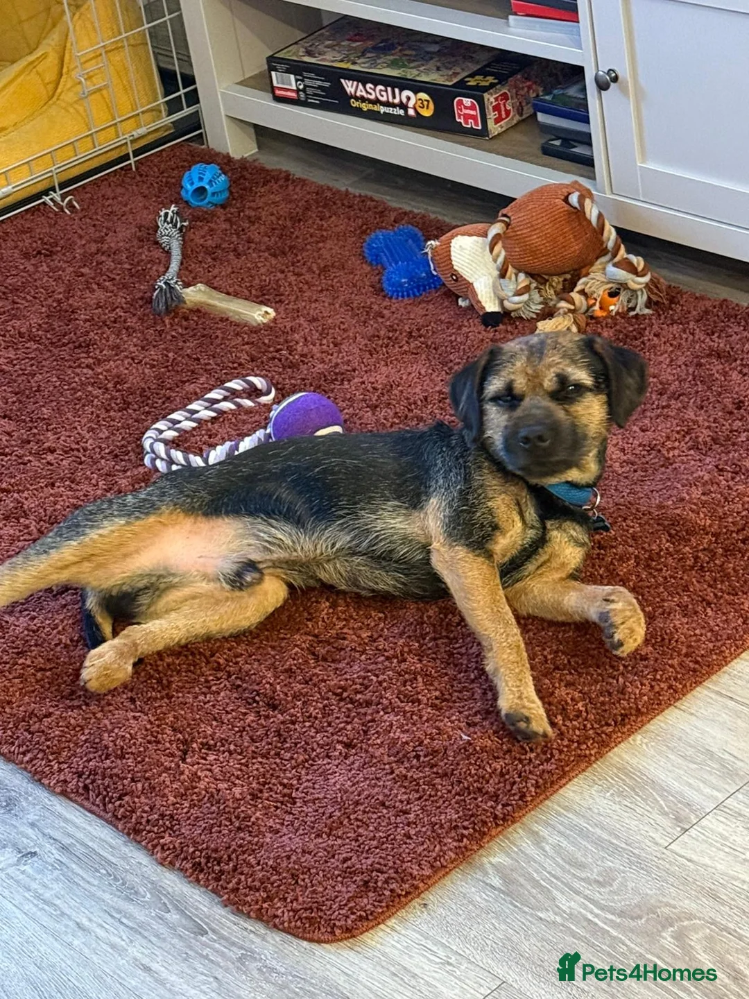 Border Terrier dogs for sale: Border Terrier - Advert 2