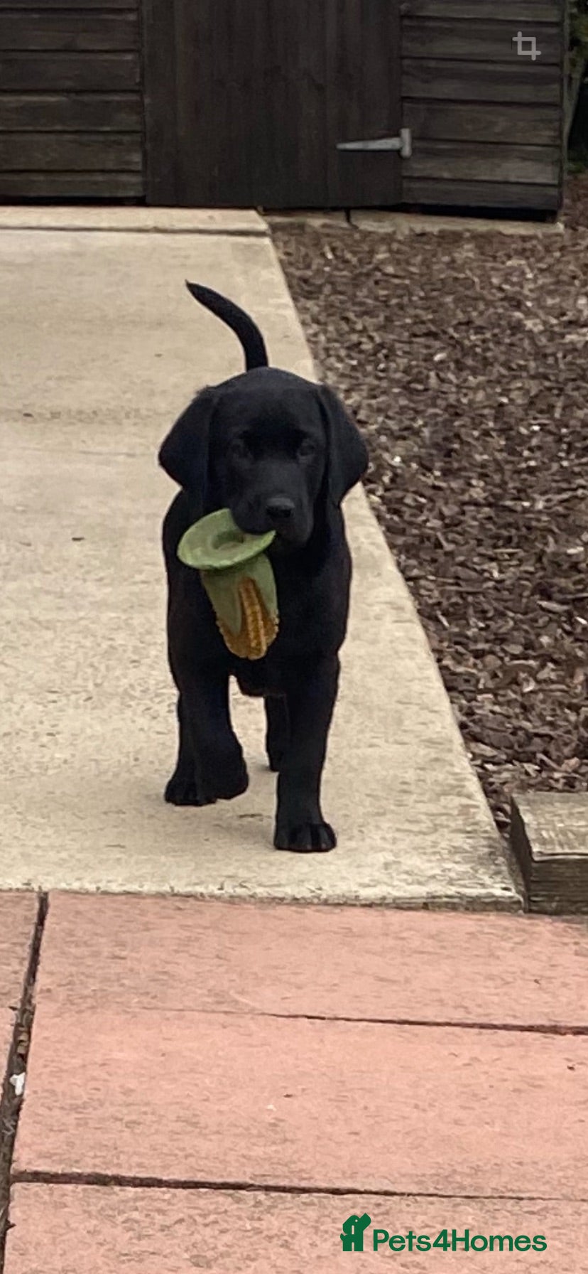 Labrador Retriever dogs 1 black boy remaining, 60 FTCH within Parent’s  - Advert 4
