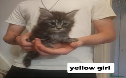 Ragcoon cats for sale: Beautiful ragcoon  - Image 4