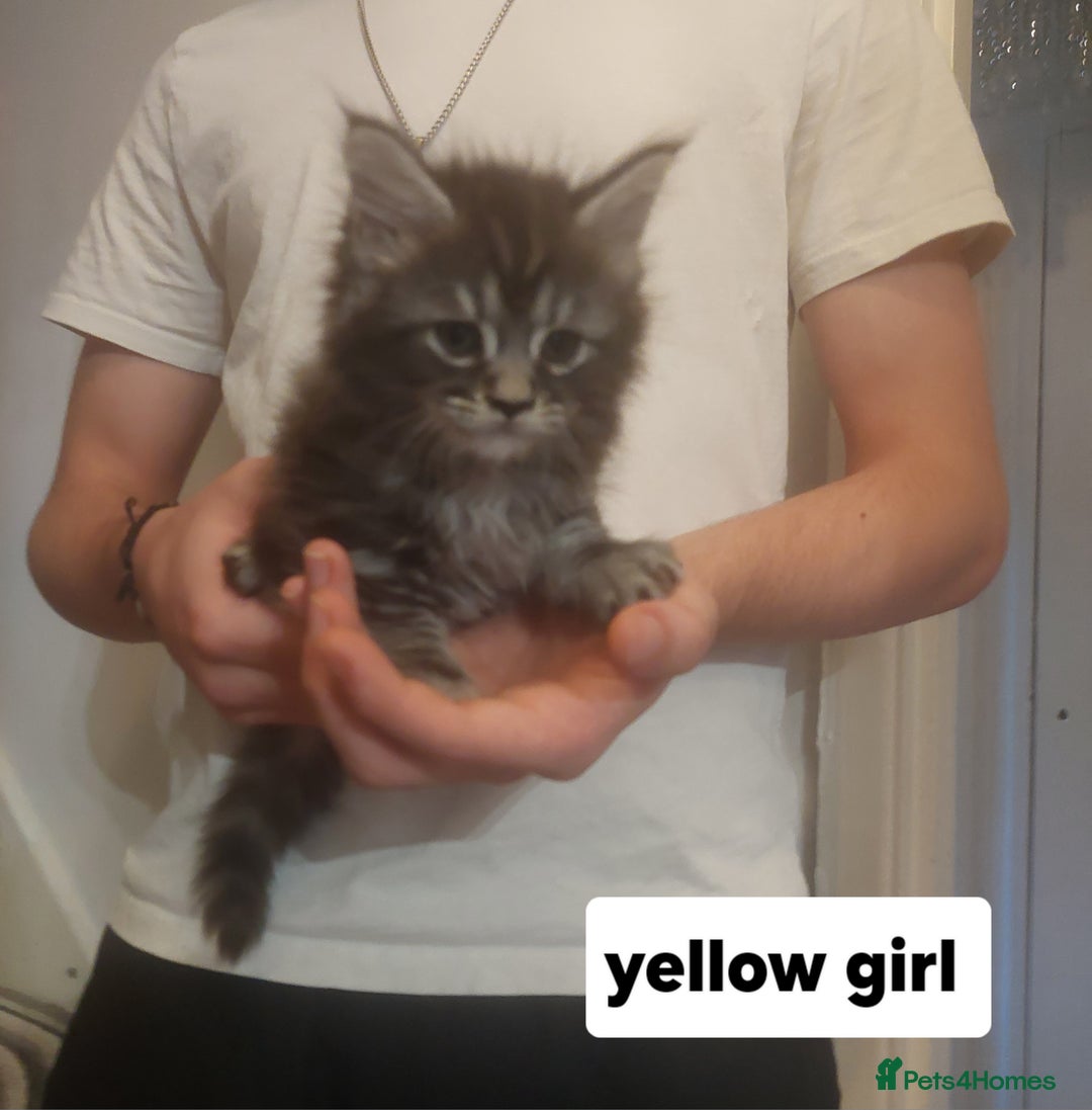 Ragcoon cats for sale: Beautiful ragcoon  - Image 4