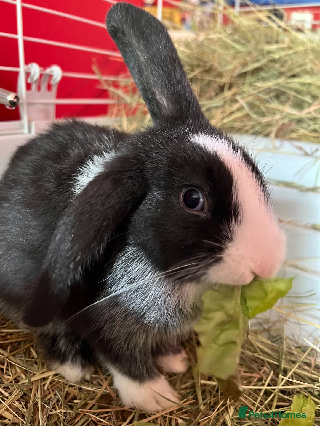 Mixed Breed rabbits for sale: Beautiful friendly female rabbit in Market Harborough - Advert 1