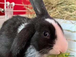 Mixed Breed rabbits Beautiful friendly female rabbit - Advert 1