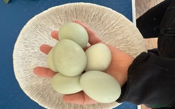 Chickens poultry for sale: Day old chicks, Are you chasing the rainbow eggs.  - Image 6