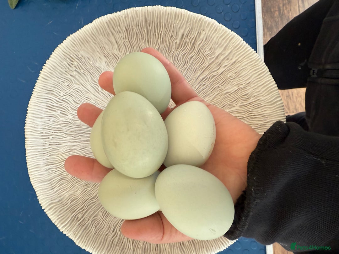Chickens poultry for sale: Day old chicks, Are you chasing the rainbow eggs.  - Image 6