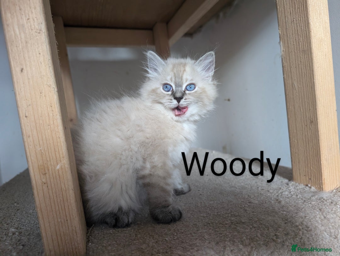 Neva Masquerade cats for sale: Litter 'W' 2 boys and 3 girls - Image 4