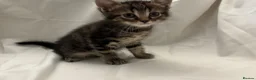 Mixed Breed cats for sale: Kittens for Sale in Neath - Advert 3
