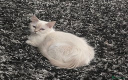 Ragdoll cats for sale: Ragdoll kittens  - Image 3