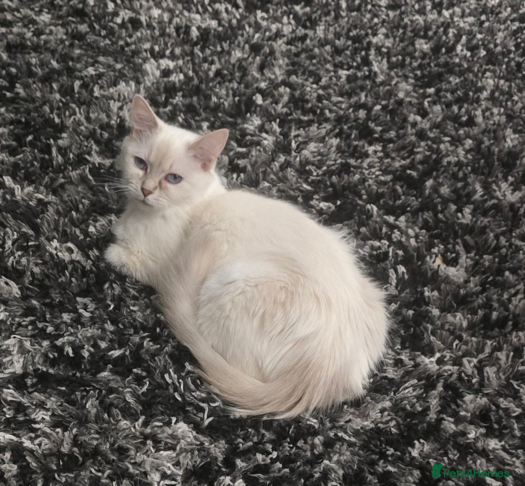 Ragdoll cats for sale: Ragdoll kittens  - Image 3