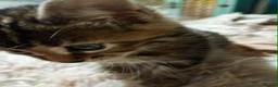 Maine Coon cats for sale: MAINE COON X TABBY KITTEN - Advert 11
