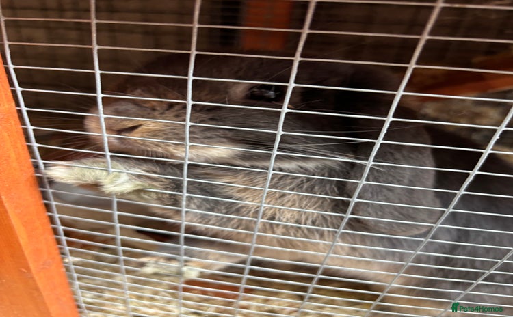 Mini Lop rabbits - Advert 6