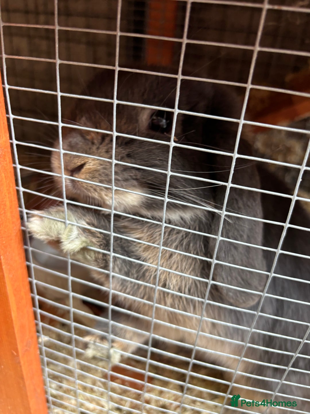 Mini Lop rabbits for sale: Stunning Mini Lop - Image 1