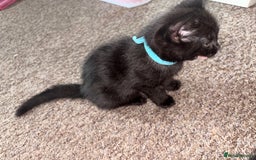 Mixed Breed cats for sale: Black Kittens - Image 6