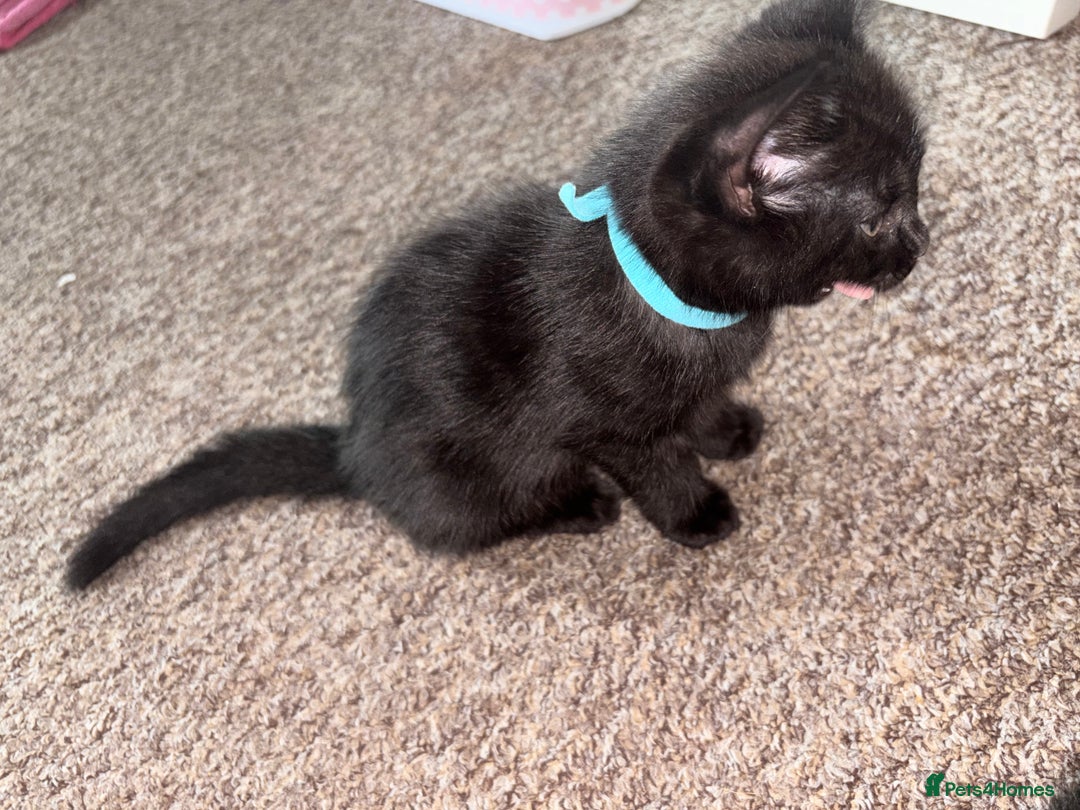 Mixed Breed cats for sale: Black Kittens - Image 6