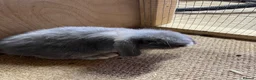 Mini Lop rabbits for sale: Beautiful mini Lops - Advert 6